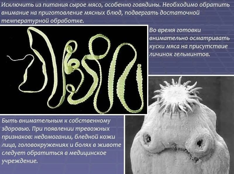 Приспособленность бычьего цепня к среде обитания