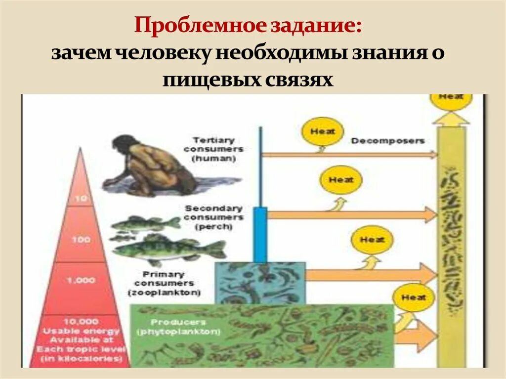 Трофические уровни пищевой цепи. Трофический уровень экологической пирамиды. Трофические уровни схема. Трофические уровни питания.