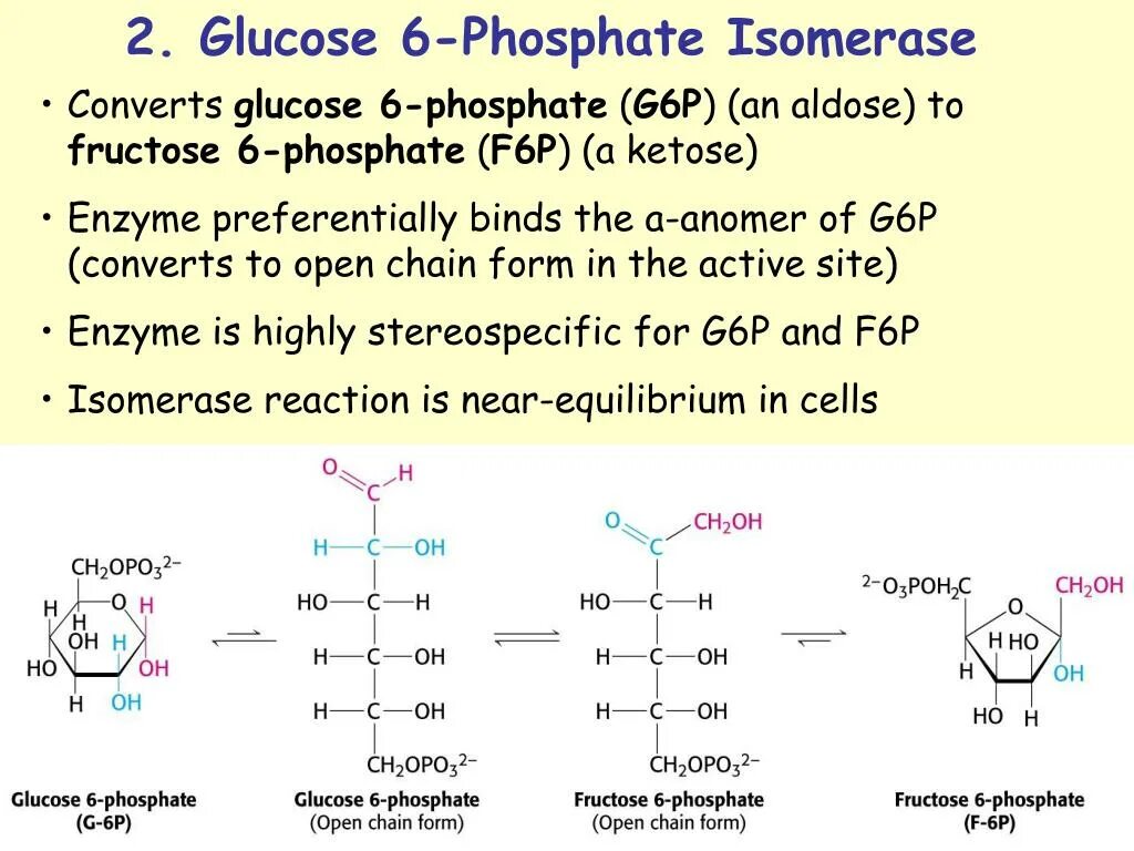 Glucose 6-phosphate to glucose. Фосфатфруктощаизомераза. Глюкозамин 6 фосфат. Glucose-1-phosphate.
