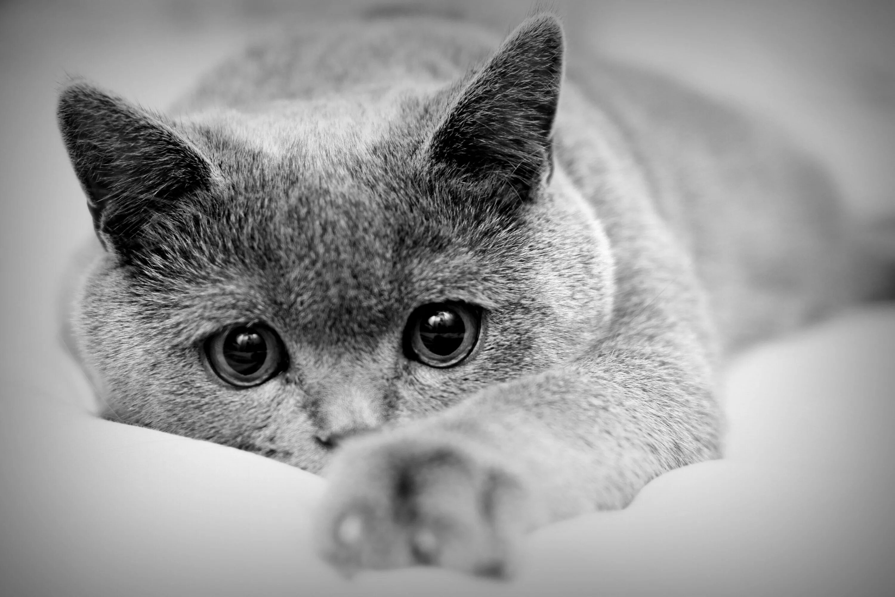 Красивые черно белые картинки. Красивая картинка чеонобел. Грустная кошка. Скучающий кот.