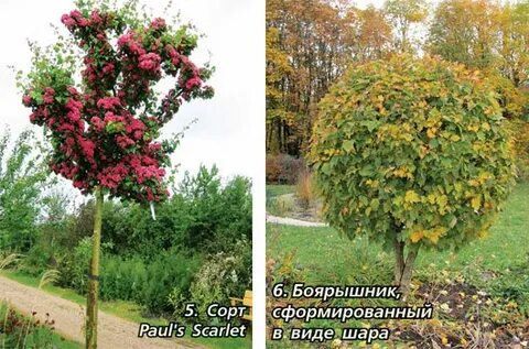 Боярышник формированный