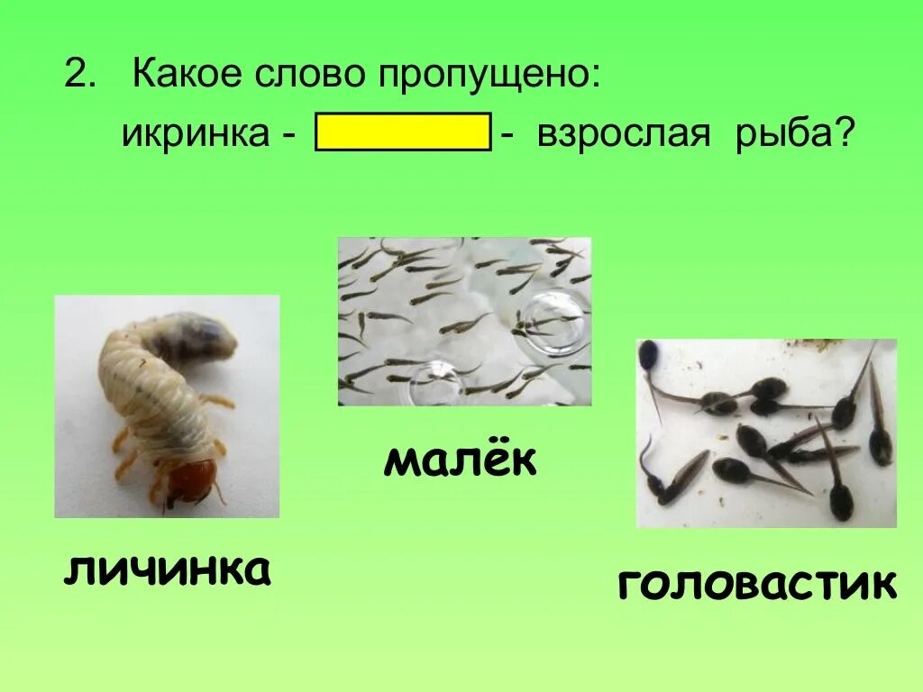 Что означает слово мальки. Личинка куколка малек головастик. Личинка малек головастик. Что такое личинка куколка малёк головастик 3 класс окружающий мир. Слово пропущено: икринка - … - Взрослая рыба?.