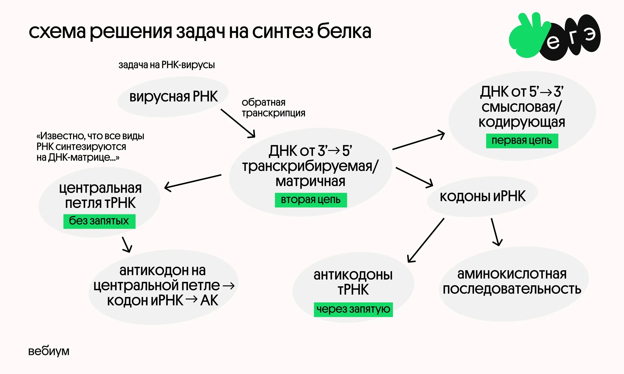 Биосинтез задания егэ. Схема решения задач на Синтез белка. Задачи на Синтез белка с решением. Задачи по биологии на Синтез белка. Задачи на Биосинтез.