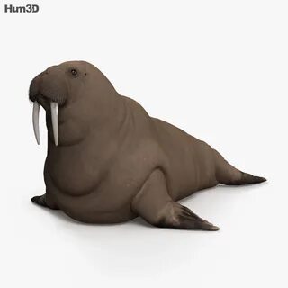 Моржи 3