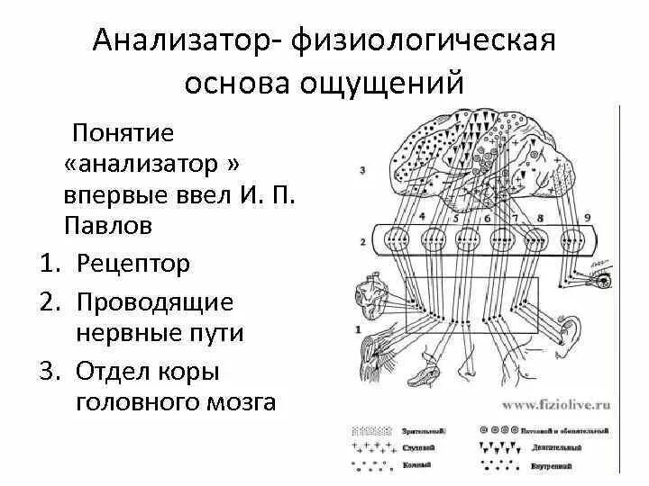 Физиологические механизмы ощущений анализаторы. Понятие об ощущении анализатор. Физиологическая основа ощущений. Физиологическая основа ощущений в психологии кратко.