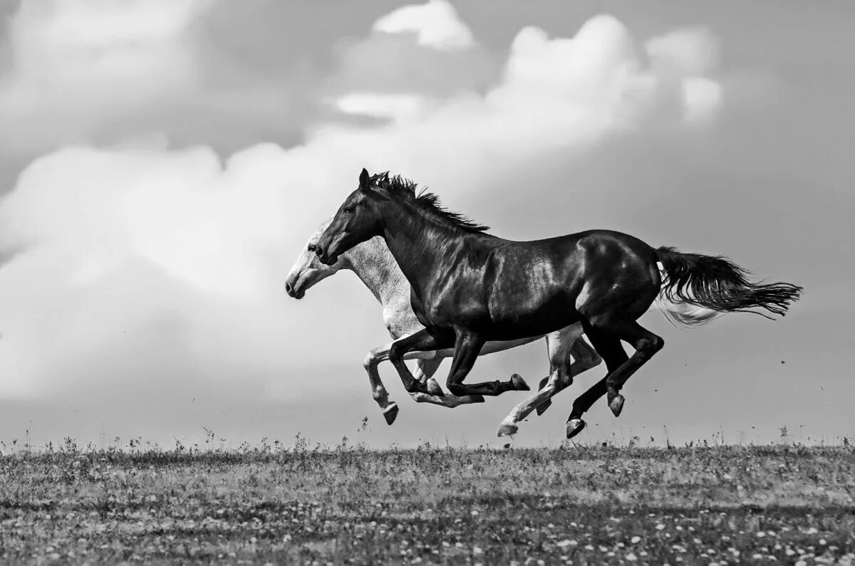 Черный конь скачет. Вороной Мустанг иноходец. Лошадь. Лошадь скачет. Конь бежит.