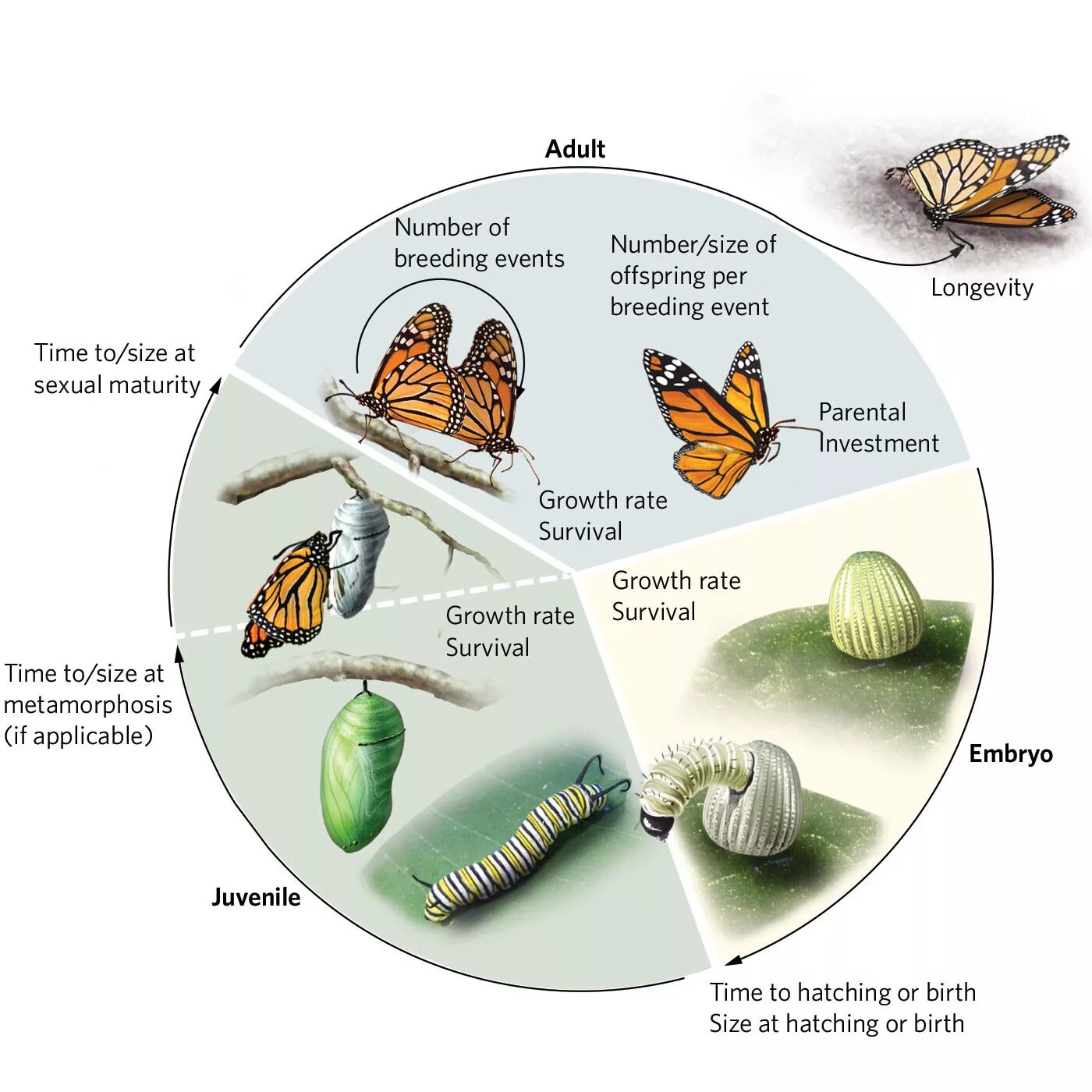 Цикада превращение полное. Жизненный цикл цикады схема. Макет жизненный цикл бабочки. Цикл развития бабочки цикады. Цикада этапы развития.