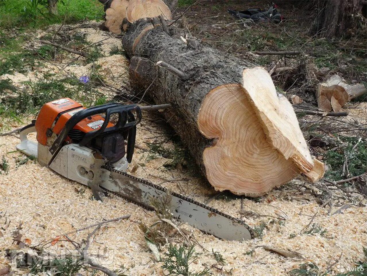 Пилит дерево. Электропила для дров. Напилили. Пилка деревьев бензопилой. Распилить бревно на доски.