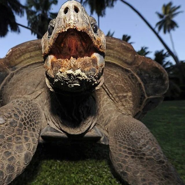 Сейшельские черепахи. Альдабра Сейшельские острова. Черепахи на Сейшельских островах. Сейшелы остров с черепахами. Фото сейшельской черепахи.