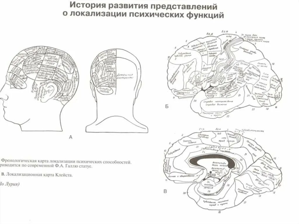 Лурия карта мозга. Локализация психических функций в головном мозге. Френологическая карта локализации психических способностей. Карта локализации высших психических функций Лурия. Локализация психических функций в мозге