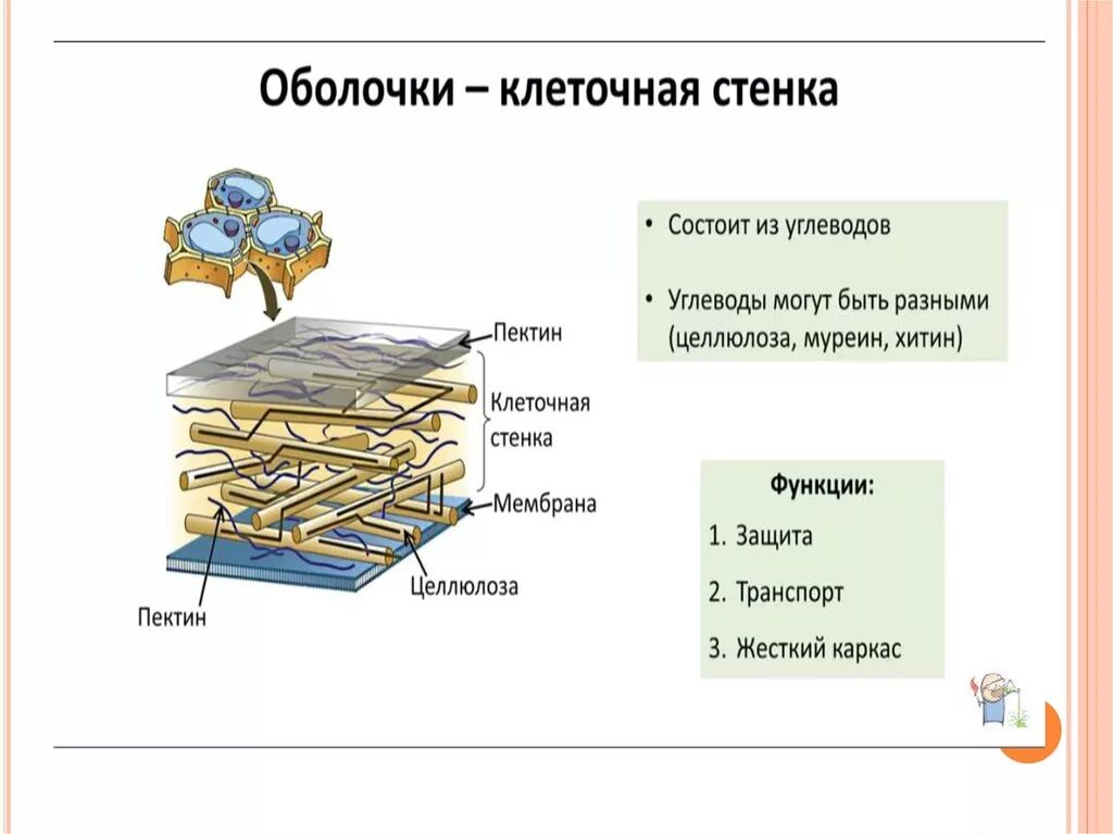 Состав клеточной стенки грибной клетки. Структура клеточной стенки гриба. Из чего клеточная стенка у грибов. Строение клеточной стенки гриба. Грибные стенки покрыты снаружи клеточными стенками образованными