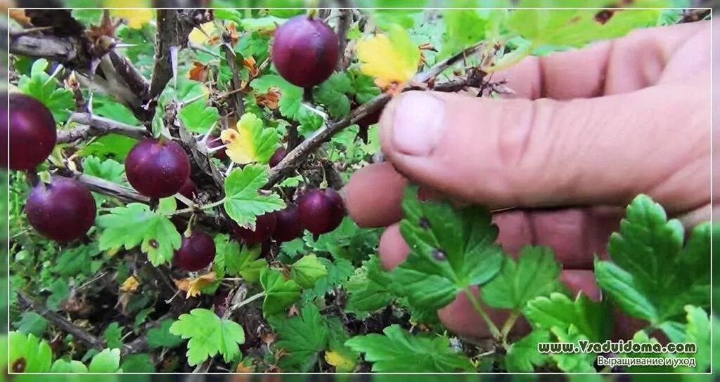 Крыжовник пакс описание. Крыжовник звездочёт. Черные точки на ягодах крыжовника. На ягодах крыжовника тёмные пятна.