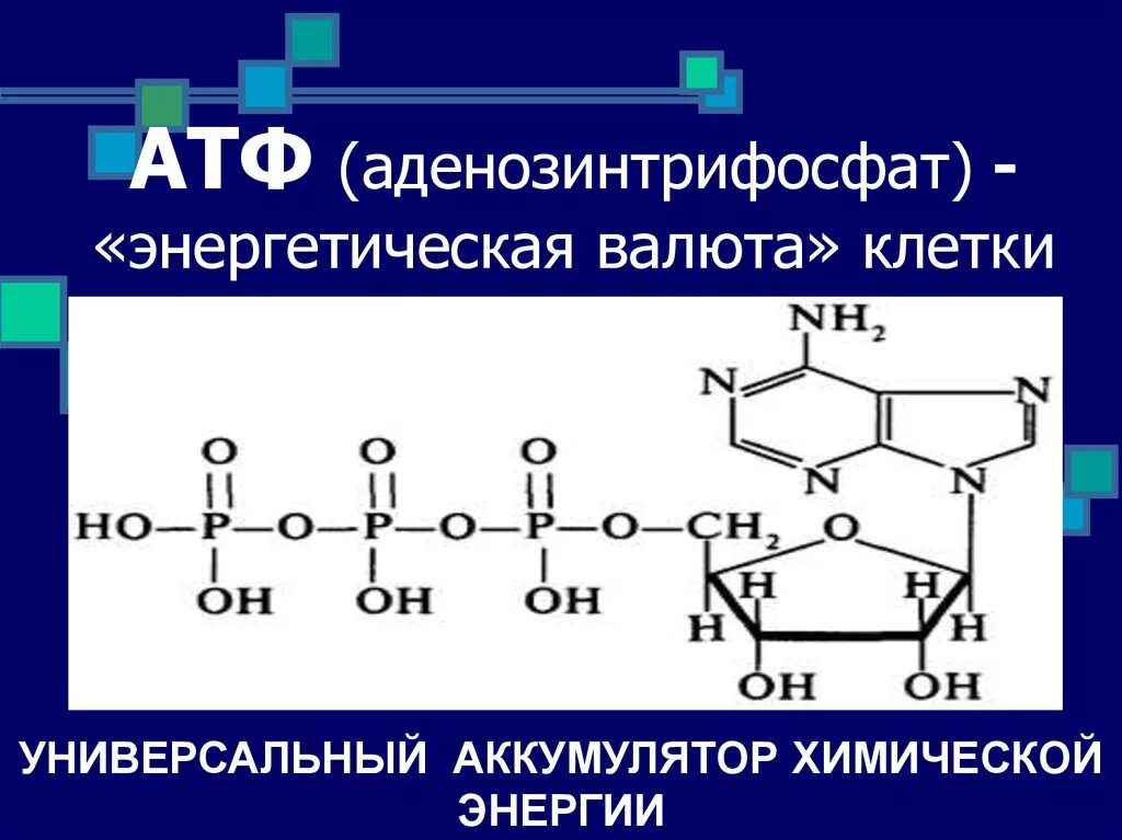 Аденозинтрифосфат. АТФ – универсальная энергетическая валюта клетки.. АТФ аденозин. АТФ физиология.