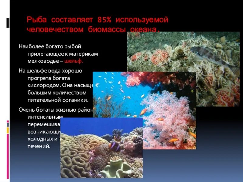 Биомасса океана. Общая биомасса мирового океана. Основная биомасса в морях и океанах. Наибольшая биомасса в океане. Каковы особенности живых организмов в океане