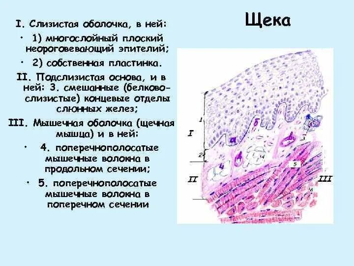 Гистологические структуры