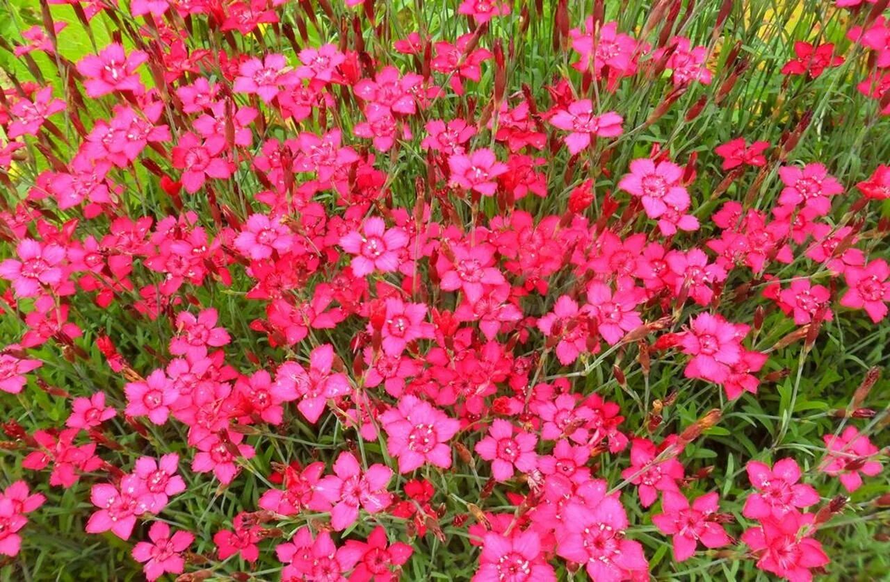 Выращивание гвоздики травянки. Гвоздика травянка (Dianthus deltoides). Гвоздика травянка Спленденс. Гвоздика травянка Leuchtfunk.