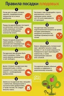 Порядок посадки