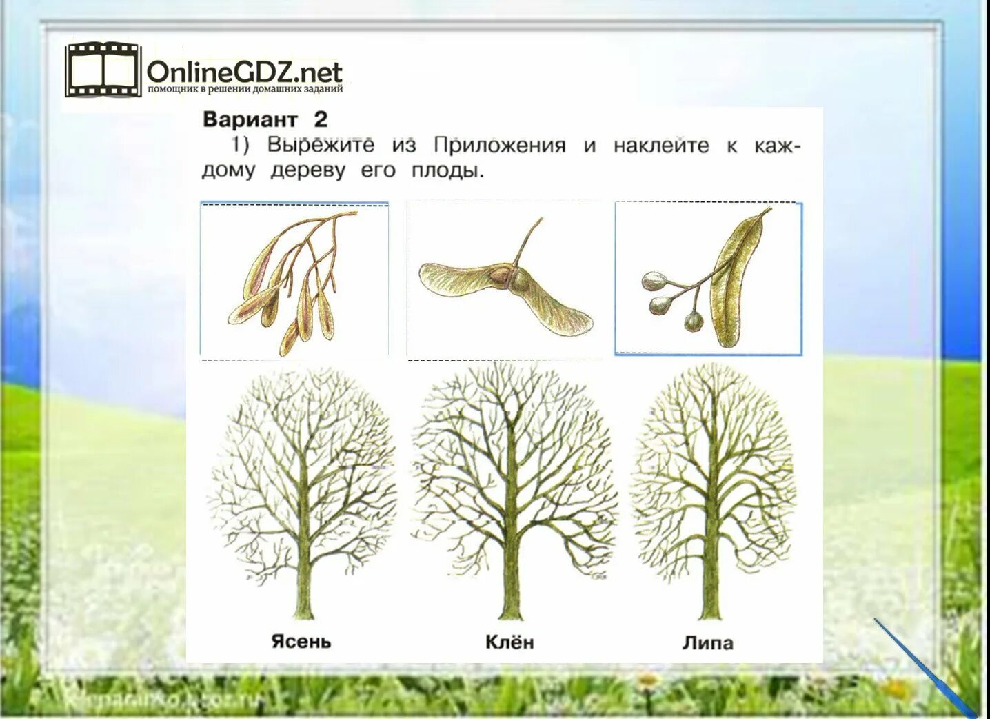 Окружающий мир 2 класс стр 82 85. Плоды ясеня клена и липы. Плоды ясеня клена и липы окружающий мир 2 класс. Плоды деревьев ясень клен липа. Семена липы клена и ясеня.