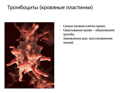 Что такое тромбоциты