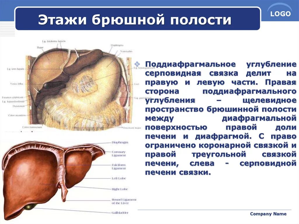 Печень какая полость