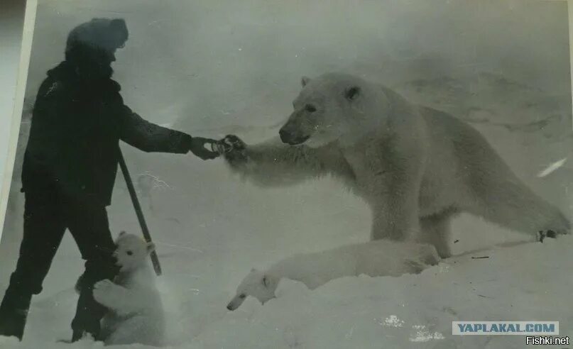 Нападение белого медведя. Белый медведь нападает на человека.