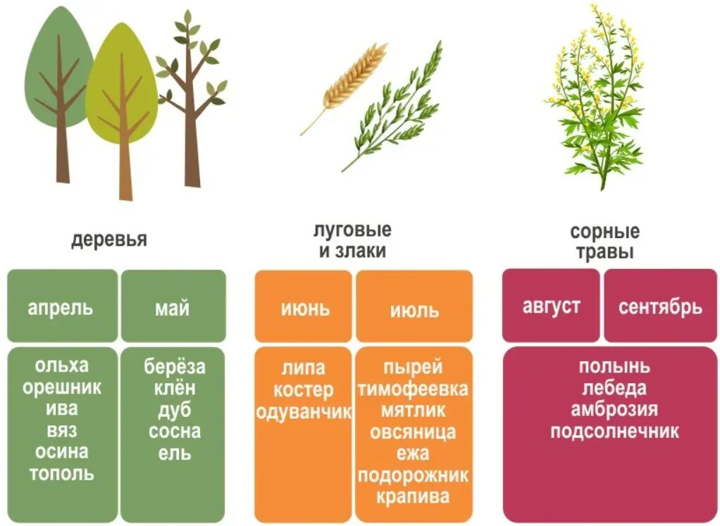 Злаковые травы аллергены. Травы вызывающие аллергию. Аллергия на цветение злаковых трав. Аллегияна сорные травы. Как проявляется аллергия на цветение