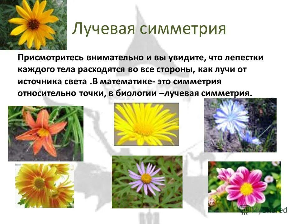 Лучевая симметрия у животных. Лучевой симметрией обладает. Двусторонняя симметрия и лучевая симметрия. Лучевая симметрия встречается у. Лучевая симметрия кишечнополостных.