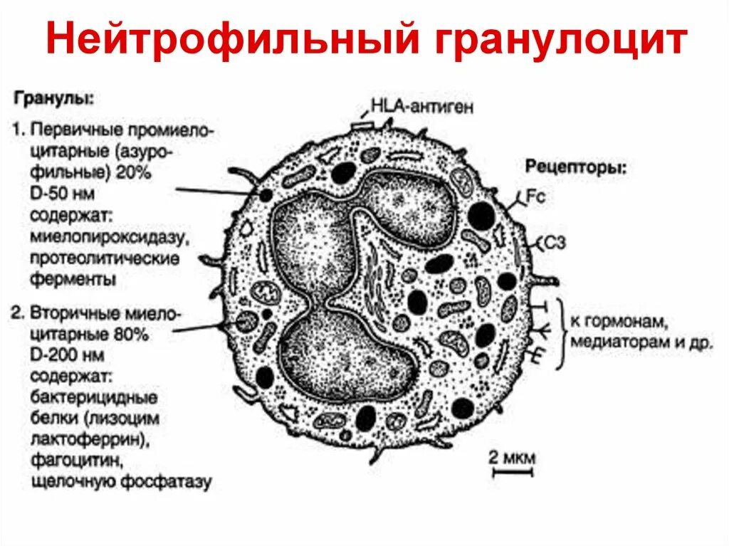 Сегмента ядерная. Нейтрофильный лейкоцит строение. Нейтрофильный гранулоцит Электронограмма. Ультрамикроскопическое строение гранулоцитов. Базофилы гранулоцит электронаграмма.