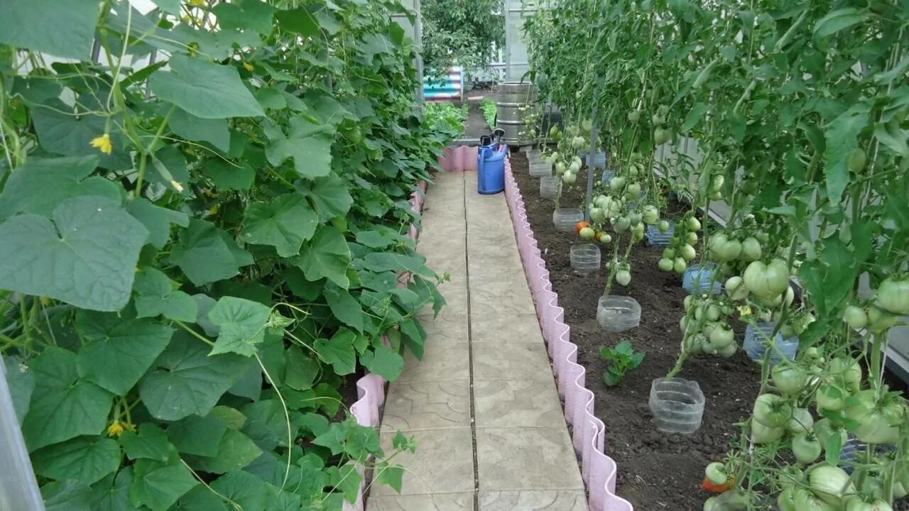 Огурец в теплице из поликарбоната посадка. Огурцы и помидоры в теплице. огурцы и помидоры в одной теплице. томаты и огурцы в одной теплице. помидоры и огурцы в теплице из поликарбоната.