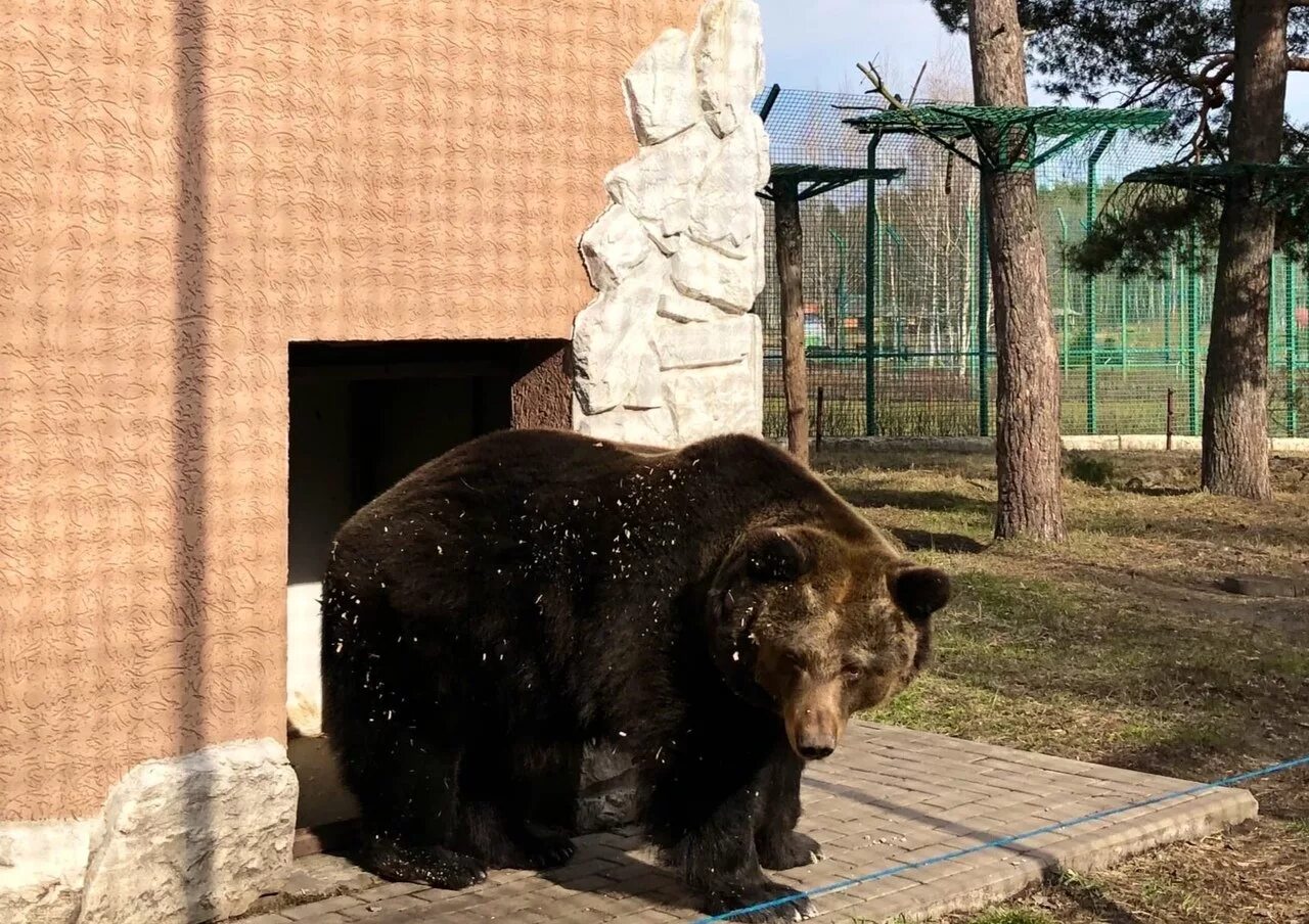 Работа в зоопарке с животными