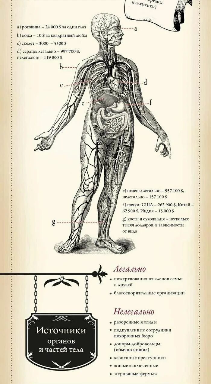 Самый дорогой орган человека. Стоимость органов человека. Сколько стоит человеческое тело. Расценки человеческих органов на черном рынке. Органы человека на черном рынке.
