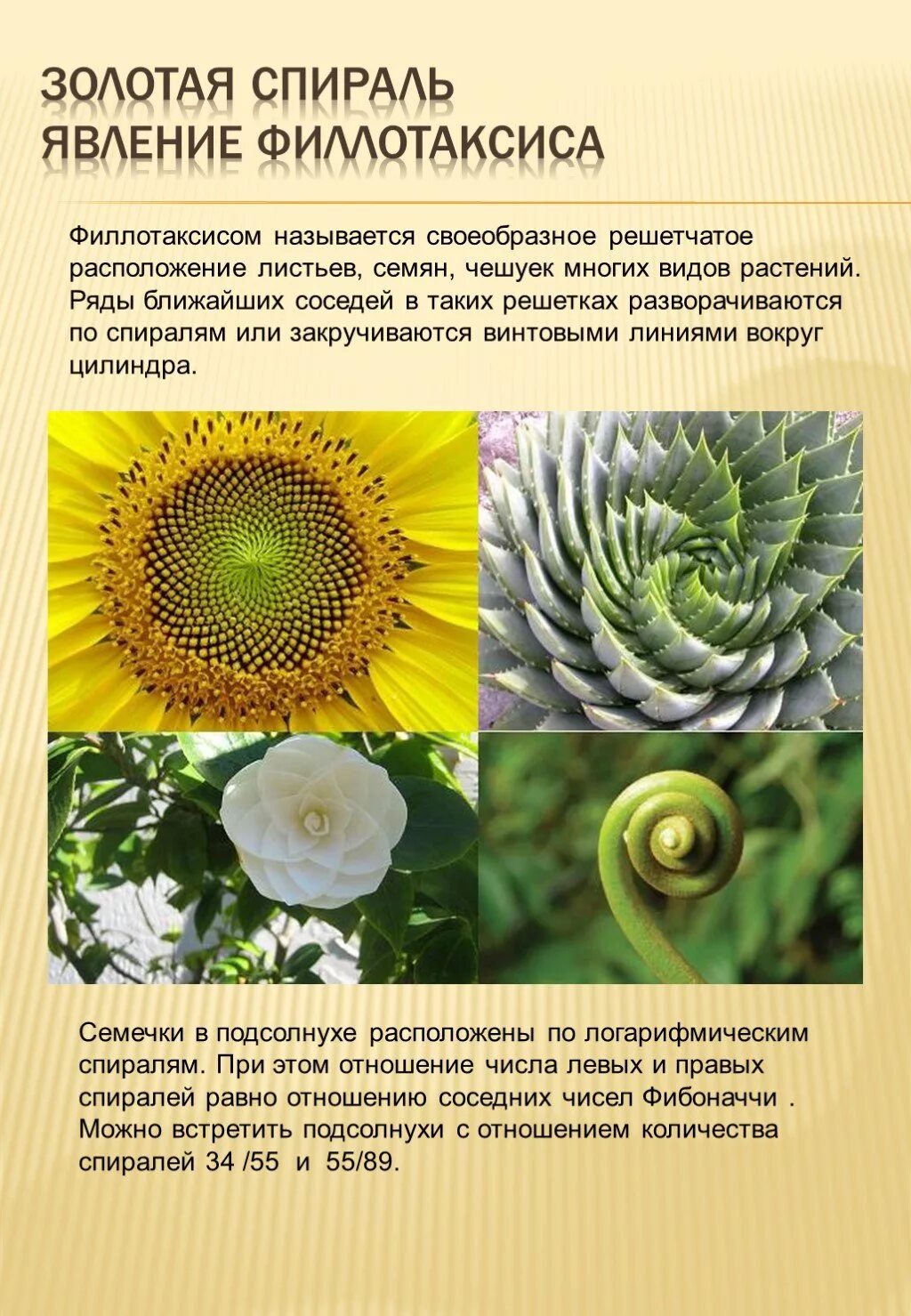 Как называется спираль. Золотая спираль явление филлотаксиса. золотое сечение в природе. римеры золотого сечени. золотое свечение.