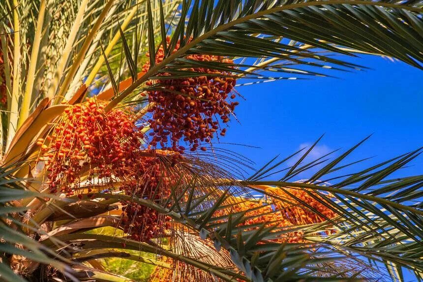 Финиковая пальма где растет природная зона. Финиковая Пальма. Алжир финиковая Пальма. Финиковые пальмы в Египте. Финиковая Пальма дерево.