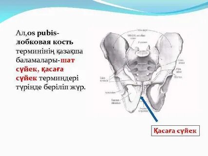 Ең нәзік әдемі аналь