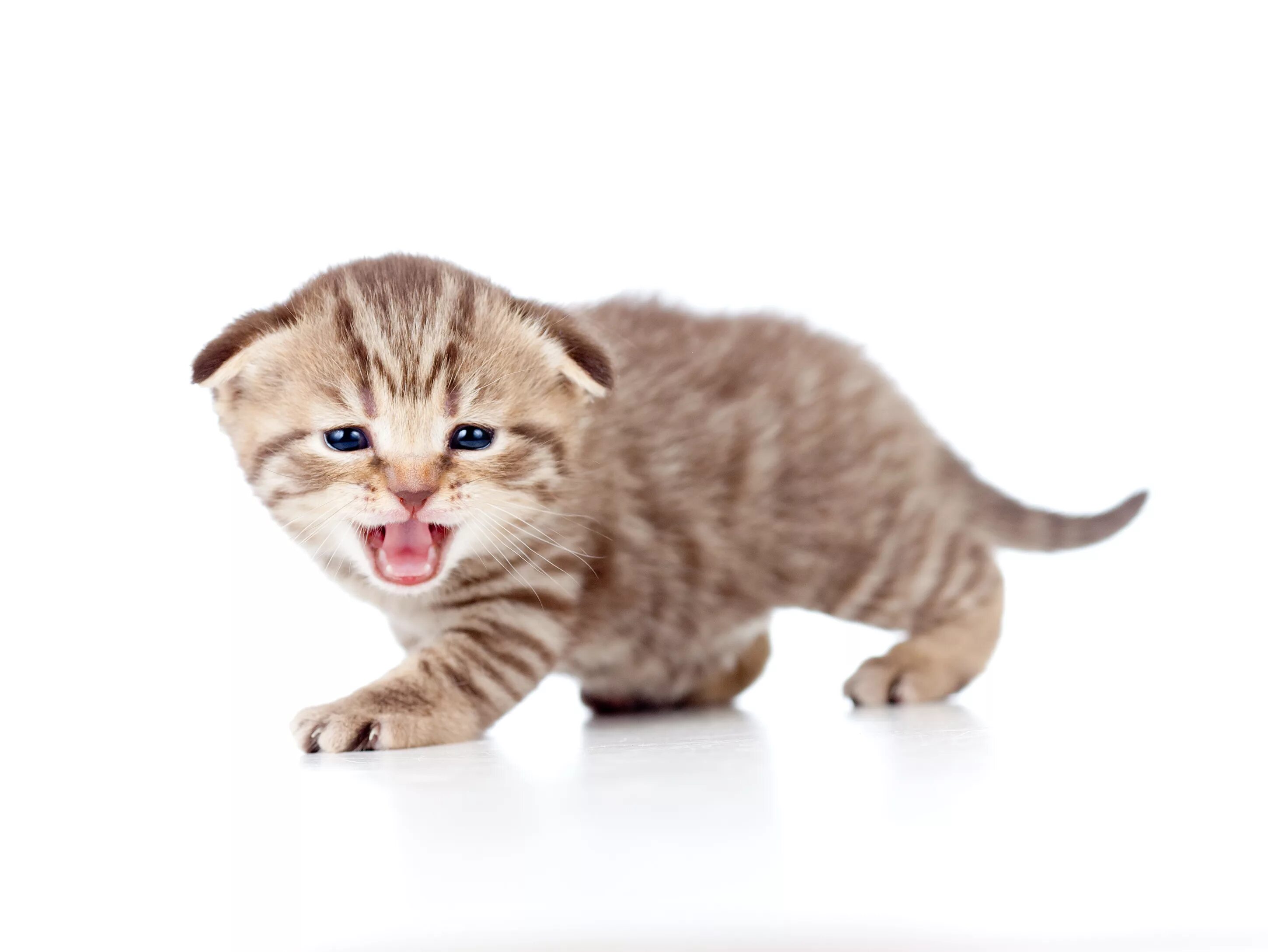 Мяуканье котят kittens meowing kittens meowing звук. Кот мяукает. шотландская вислоухая кошка мяукает. мяукает фото на белом фоне. мяуканье котят kittens meowing.