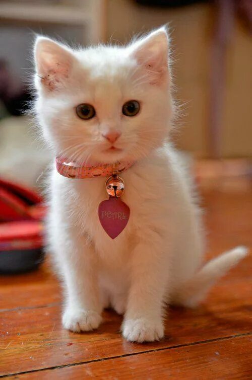 Pin on Cats & Kittens! ❤ ️❤ ️❤
