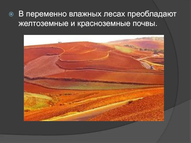 Какие почвы в субтропиках. Красноземные;желтоземные;. Желтоземные почвы. Красноземные и желтоземные почвы влажных субтропиков. Красноземы почвы природная зона.