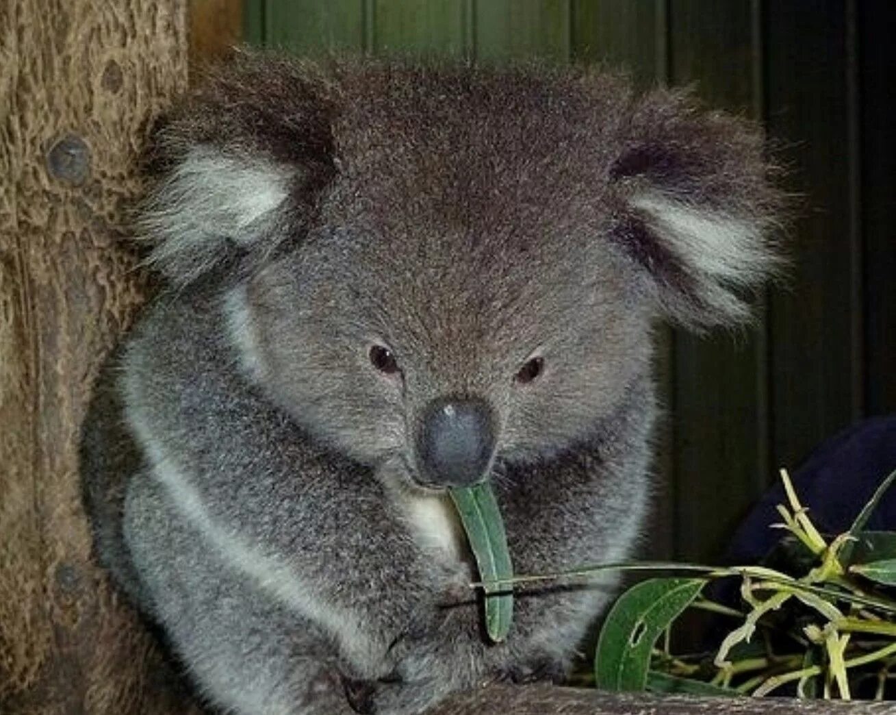 Коала. Зоопарк Сидней коалы. Смешная коала. Коала смешные фото.
