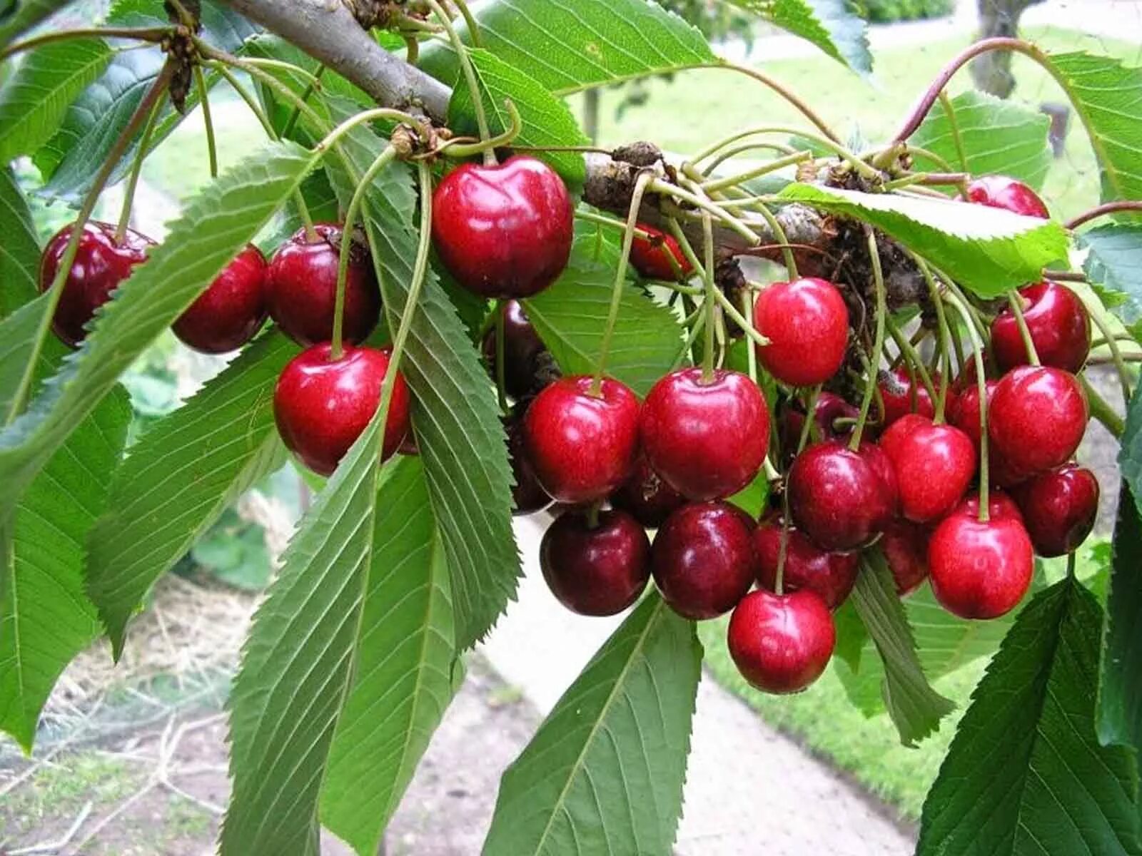 Сладкие сорта вишни для средней полосы. Вишня Игрицкая (Prunus Cerasus). Черешня повислая.