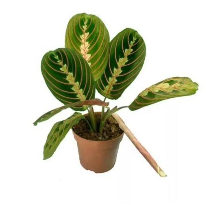 Антуриум андре фиорино. Монстера делициоза (monstera deliciosa). Комнатный цветок на м. Диффенбахия мужегон. Комнатный цветок на м.