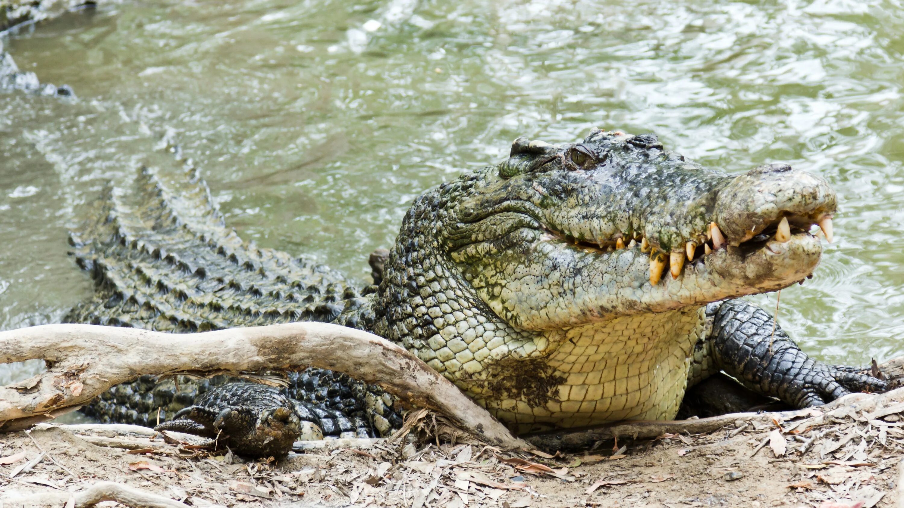 Гребнистый крокодил в Австралии. Морской крокодил (Crocodylus porosus). Гребнистый крокодил против бегемота. Гребнистый крокодил против варана.