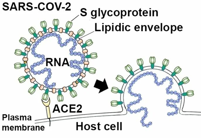Антиген коронавирус sars cov 2. Коронавирус SARS-cov-2. Строение вируса SARS-cov-2. Коронавирус s белок. Коронавирус SARS-cov-2 строение.