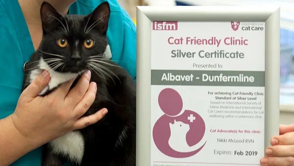 Cat friendly. Кэт френдли. cat friendly clinic. ветклиники cat-friendly. клиники кэт френдли ветеринарные.