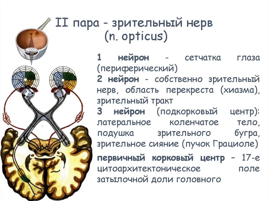 Зрительный нерв образован. Зрительный нерв (II пара, 2 пара, вторая пара черепных нервов), n. Opticus. Зрительный нерв 1 пара ЧМН. 2 Пара черепных нервов Нейроны. Зрительный анализатор анатомия Нейроны.