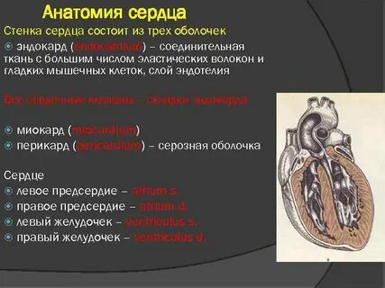 Задняя стенка сердца