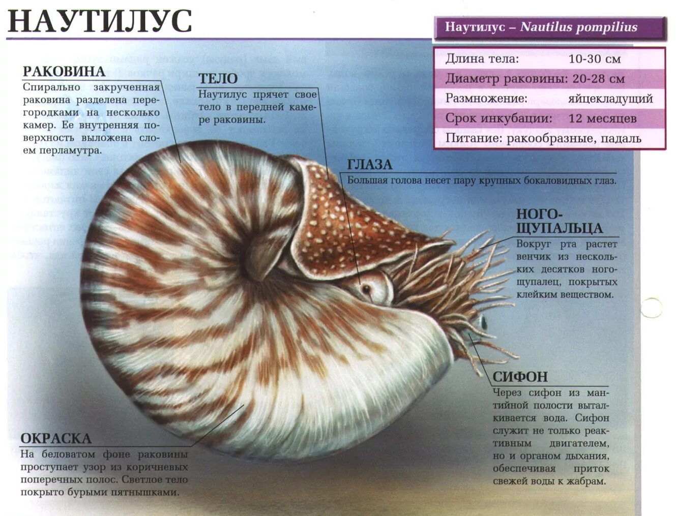 Раковина головоногих. Внутреннее строение Наутилуса. Nautilus Pompilius внешний вид моллюска. Головоногие Наутилус строение. Наутилус моллюск строение.