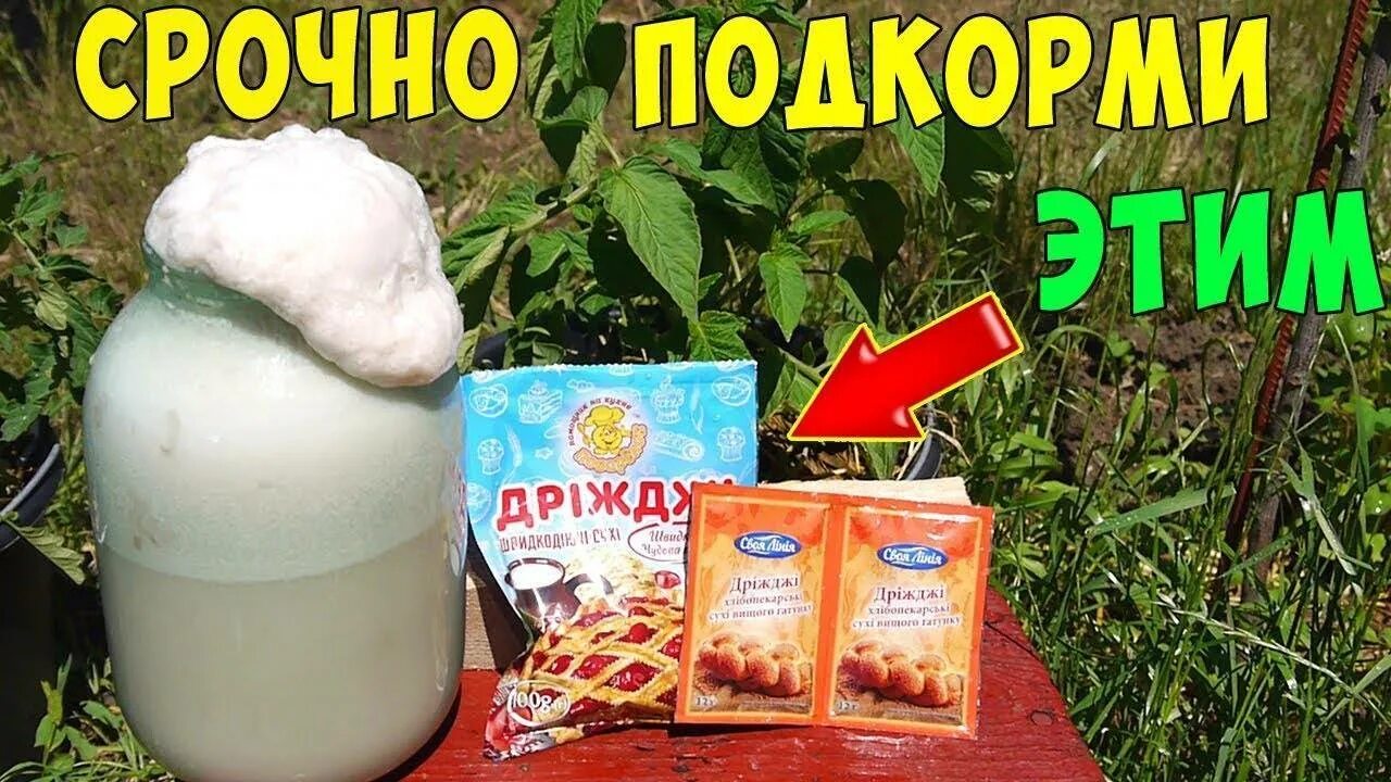 Подкормка рассады сухими дрожжами. Удобрение из дрожжей для рассады огурцов. Дрожжевая подкормка для рассады томатов. Дрожжевая ПОДКОРМКАДЛЯ рассалы. Подкормка из дрожжей для рассады.