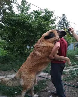 Собака житель