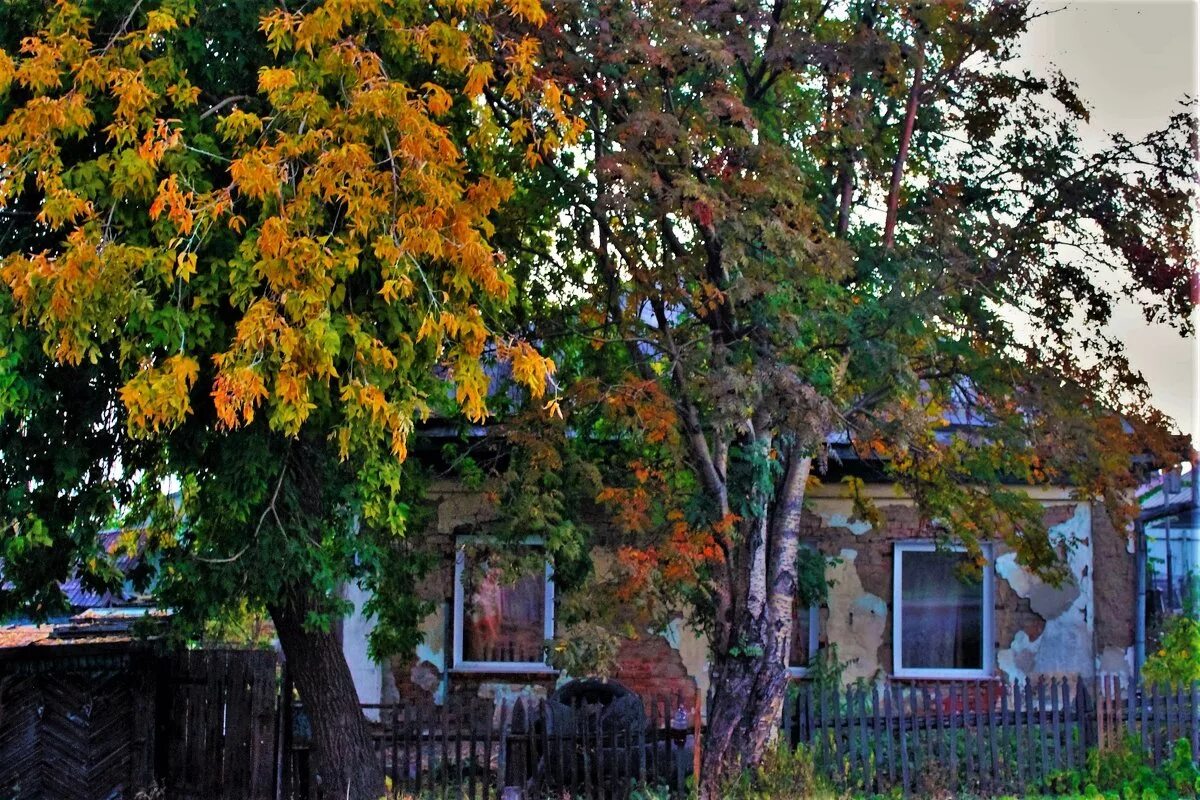 Газон осенью. Береза во дворе. Ноты. Развесистый клен. Олег ухналев два окна со двора.