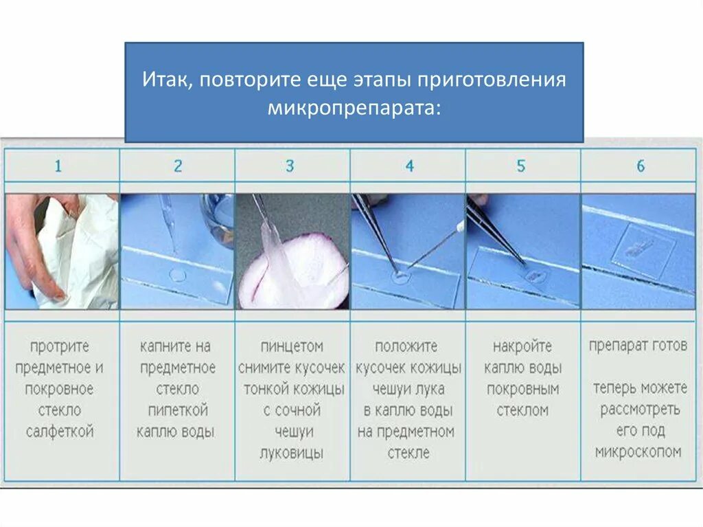 Рисунок микропрепарата. Приготовление микропрепаратов для микроскопа. Этапы приготовления временного микропрепарата. Методика приготовления микропрепаратов. Правила приготовления временных микропрепаратов.